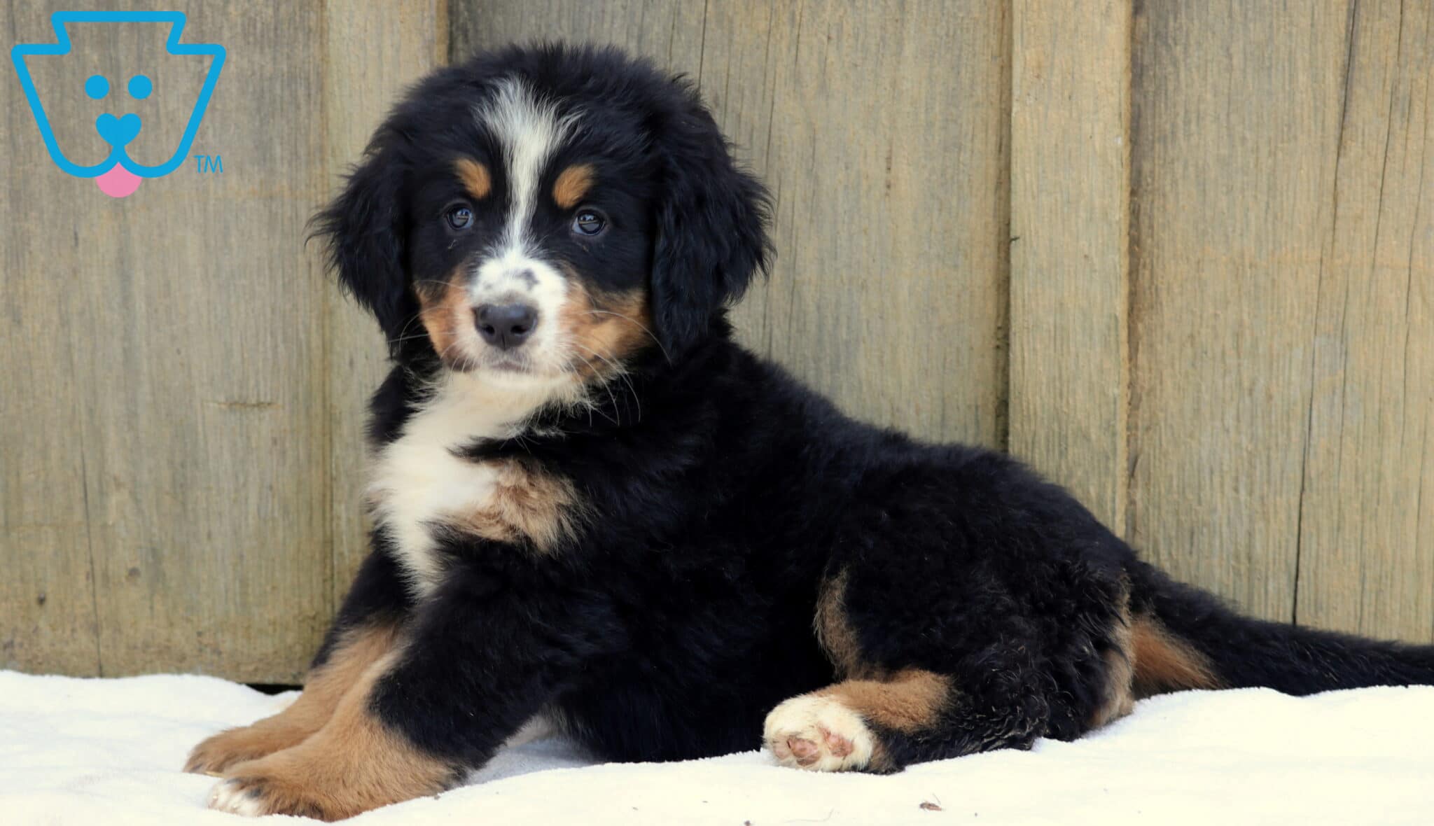 Bernese Mountain Dog Puppies for Sale Keystone Puppies