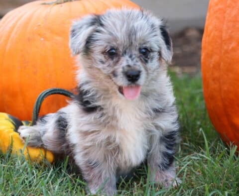 Playful gray merle Corgipoo puppy sitting in the grass with its tongue out, surrounded by pumpkins and gourds.