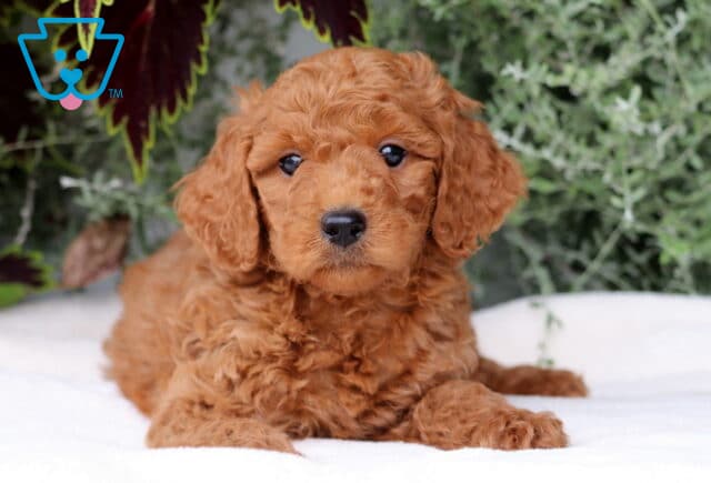 Bee Mini Goldendoodle image