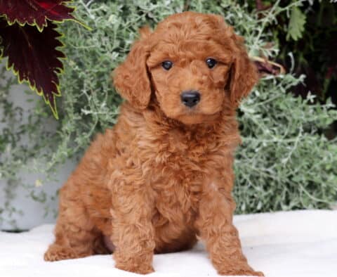 Bee Mini Goldendoodle2