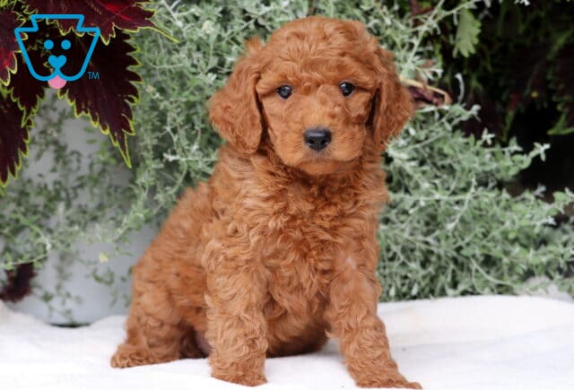 Bee Mini Goldendoodle2 image