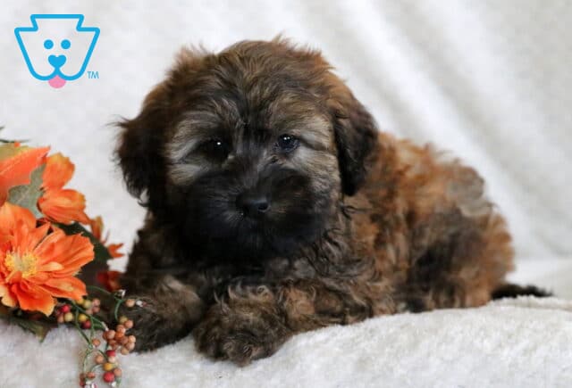 Sweet Mini Whoodle puppy with a fluffy brown coat, dark muzzle, and gentle eyes lying on a soft blanket beside bright orange fall flowers. image