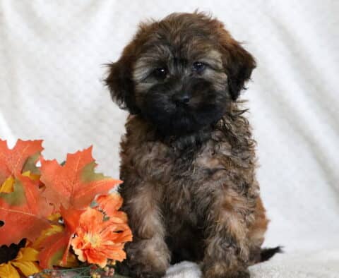 Mini Whoodle puppy with a wavy brown coat, black mask on the face, and bright eyes sitting beside orange and yellow autumn flowers.