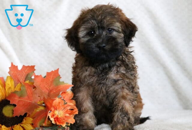Mini Whoodle puppy with a wavy brown coat, black mask on the face, and bright eyes sitting beside orange and yellow autumn flowers. image