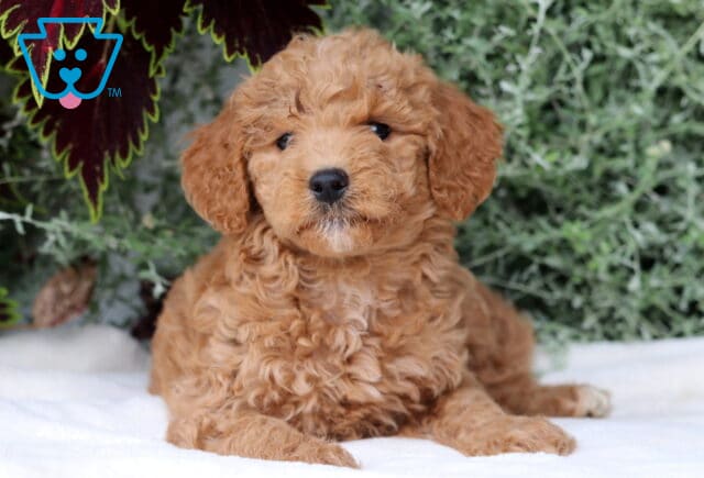 Bell Mini Goldendoodle image