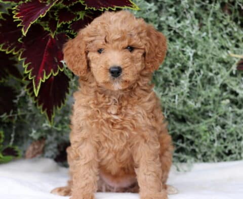 Bell Mini Goldendoodle2
