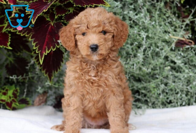 Bell Mini Goldendoodle2 image