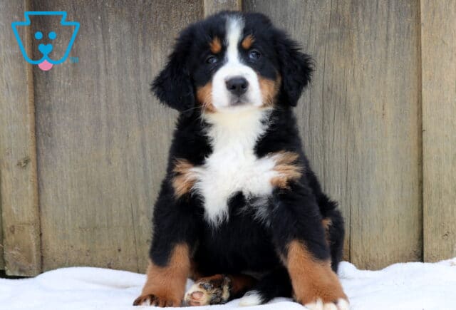 Charming Bernese Mountain Dog puppy with a fluffy tri-color coat sitting upright against a wooden fence. image