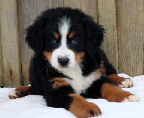 Adorable Bernese Mountain Dog puppy lying on a white blanket with paws stretched out in front against a wooden fence.