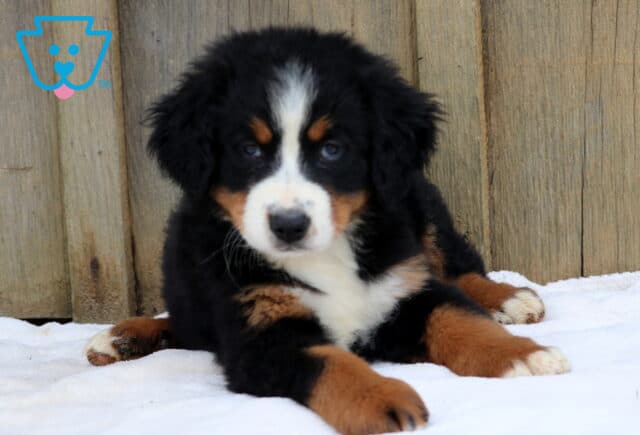 Adorable Bernese Mountain Dog puppy lying on a white blanket with paws stretched out in front against a wooden fence. image