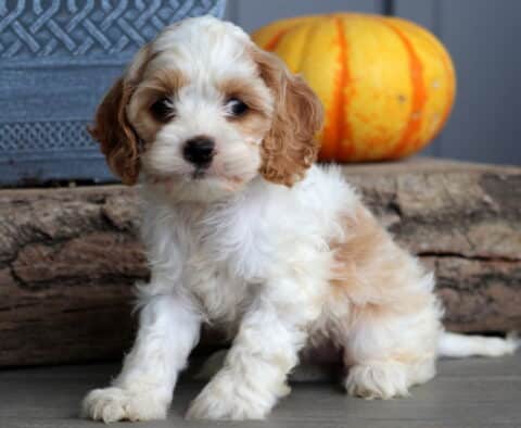Bella Cockapoo