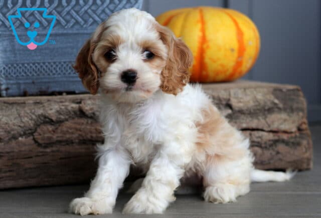 Darling white and apricot Cockapoo puppy with fluffy curls sitting in front of rustic wood and a bright pumpkin, looking sweet and curious. image