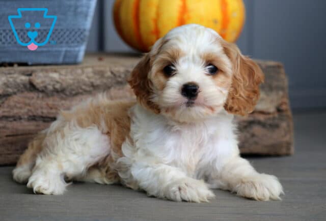 Bella Cockapoo2 image