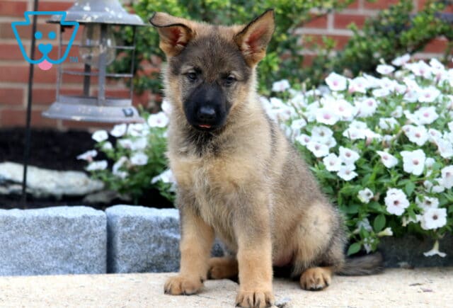 Fluffy German Shepherd puppy sitting alertly on a stone patio with white flowers blooming behind, showing its upright ears and curious dark eyes. image