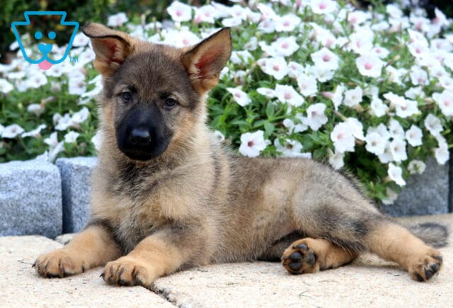 German Shepherd puppy lying on a stone patio with its ears perked up, gazing curiously at the camera while resting in front of blooming white flowers. image