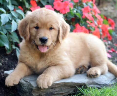Bella Golden Retriever