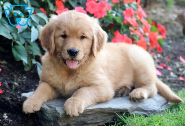 Bella Golden Retriever image