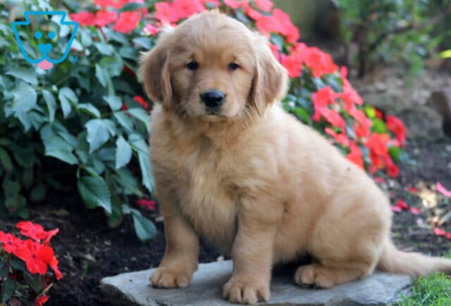 Bella Golden Retriever2 image