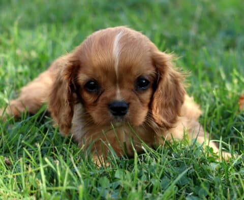 Adorable Cavalier King Charles Spaniel puppy with chestnut coat and white stripe on forehead laying in green grass.