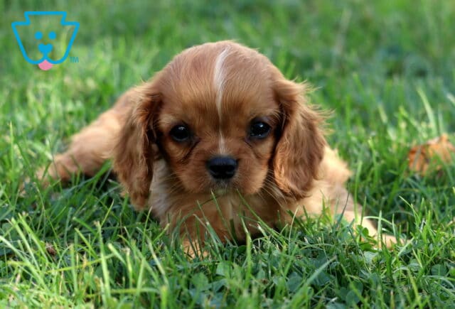 Adorable Cavalier King Charles Spaniel puppy with chestnut coat and white stripe on forehead laying in green grass. image