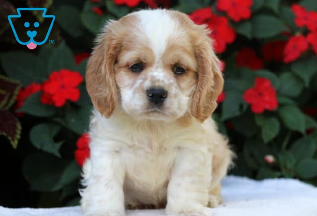 Benny Cocker Spaniel image