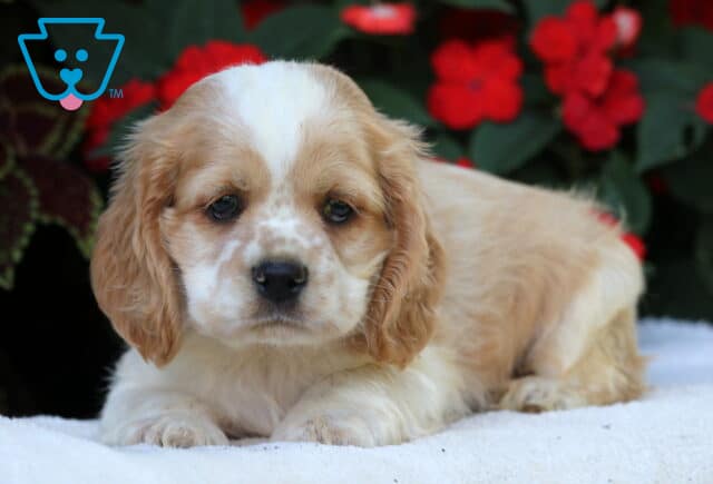 Benny Cocker Spaniel2 image
