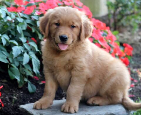 Benny Golden Retriever