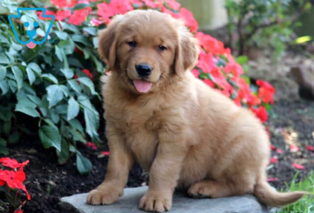 Benny Golden Retriever image