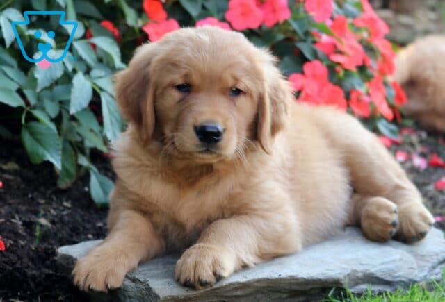 Benny Golden Retriever2 image