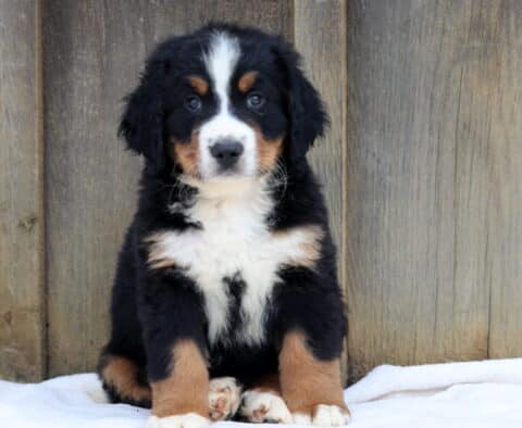 Berni Bernese