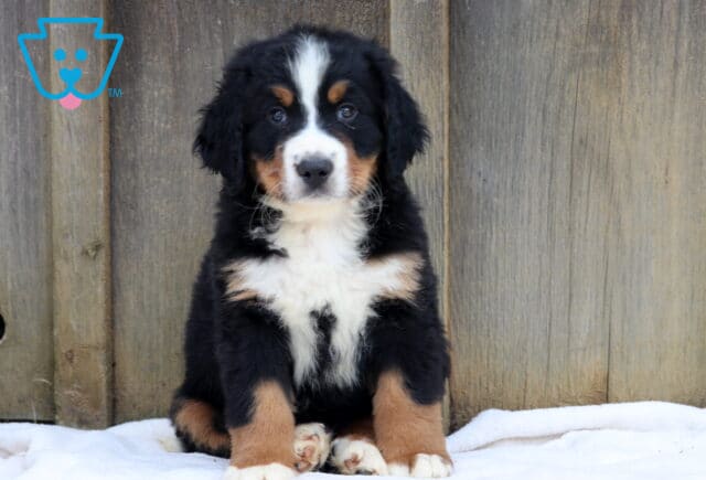 Fluffy Bernese Mountain Dog puppy sitting upright on a white blanket with a wooden backdrop, showing off its tricolor coat and sweet expression. image