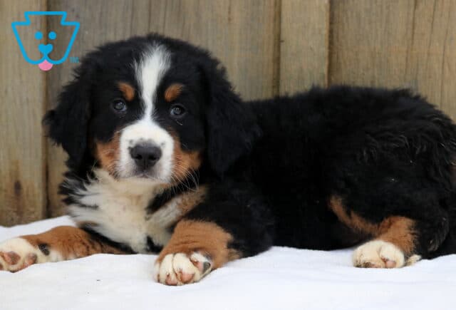 Adorable Bernese Mountain Dog puppy lying down on a soft white blanket with a wooden wall backdrop, gazing forward with gentle eyes and fluffy tricolor fur. image