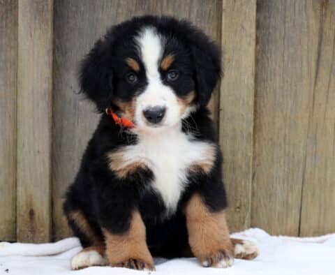 Berry Bernese