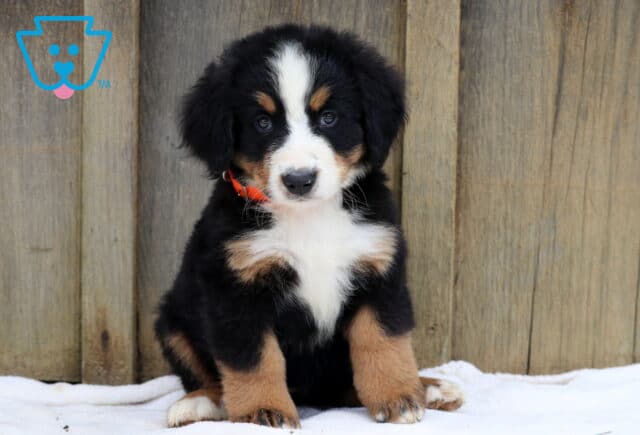 Bernese Mountain Dog puppy with fluffy tricolor coat and orange collar sitting on a white blanket in front of a wooden wall. image