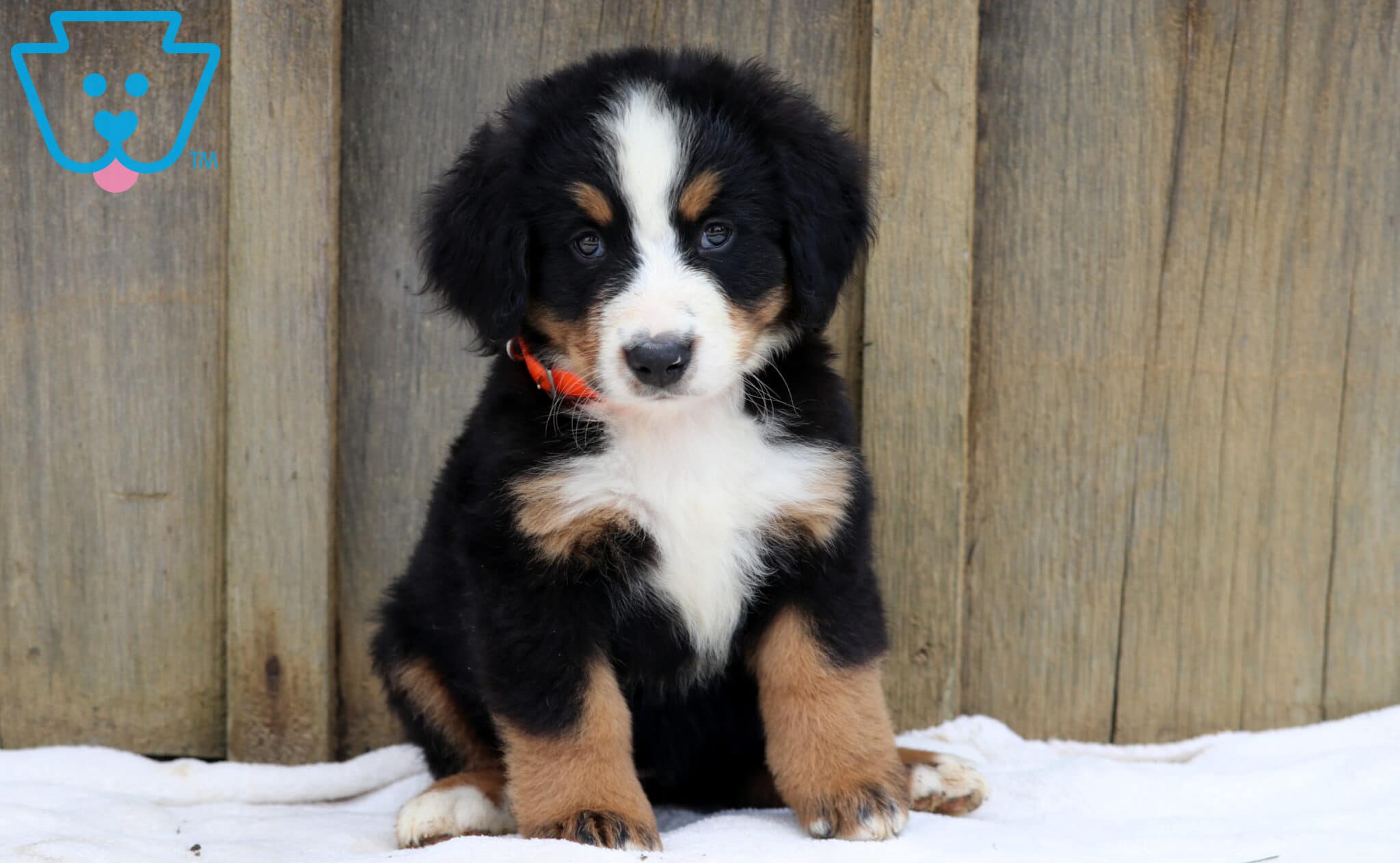Male Bernese Mountain Dog Breed Information Bernese Mountain Dog