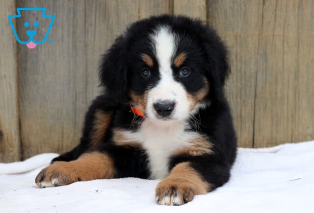 Fluffy Bernese Mountain Dog puppy with tricolor coat and orange collar laying on a white blanket against a wooden backdrop. image