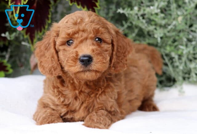 Biggie Mini Goldendoodle image