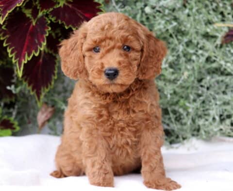 Biggie Mini Goldendoodle2