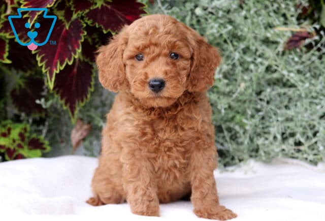 Biggie Mini Goldendoodle2 image