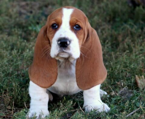 Adorable tan and white Basset Hound puppy with long floppy ears sitting in the grass.
