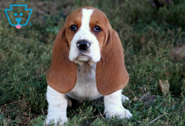 Adorable tan and white Basset Hound puppy with long floppy ears sitting in the grass. image