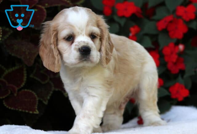 Billy Cocker Spaniel image