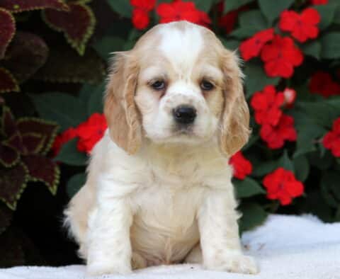 Billy Cocker Spaniel3