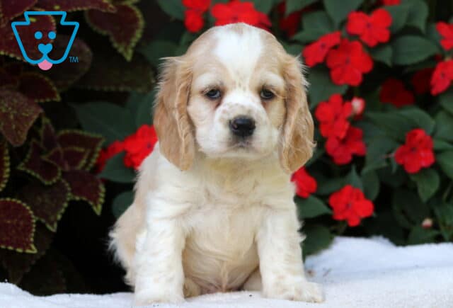 Billy Cocker Spaniel3 image