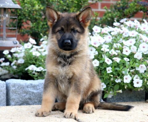 German Shepherd puppy with a sable coat sits upright on a stone surface, ears perked and eyes focused, with white petunias blooming in the background.