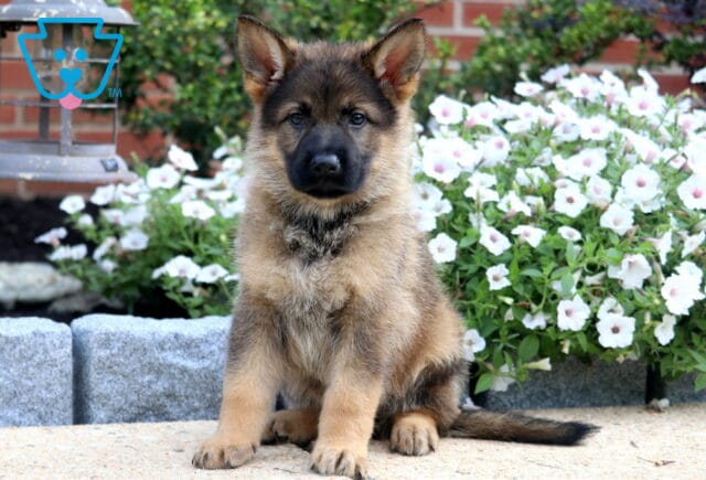 German Shepherd puppy with a sable coat sits upright on a stone surface, ears perked and eyes focused, with white petunias blooming in the background. image