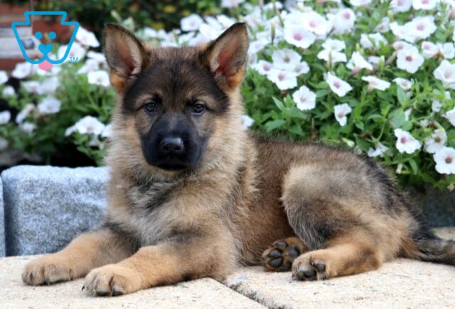 German Shepherd puppy with a fluffy sable coat lies on a stone surface, looking forward with alert ears, in front of a backdrop of blooming white flowers. image
