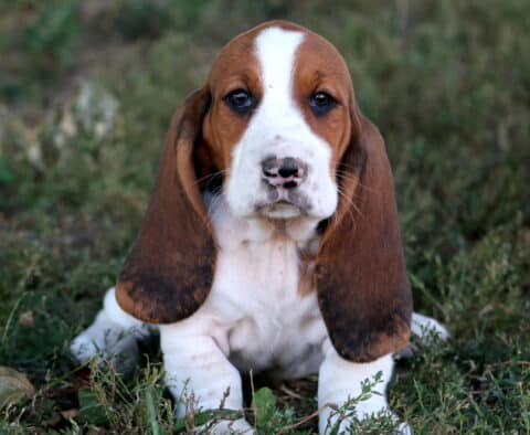 Adorable Basset Hound puppy with long floppy ears and soulful eyes sitting in the grass.
