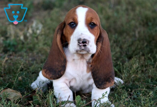 Adorable Basset Hound puppy with long floppy ears and soulful eyes sitting in the grass. image
