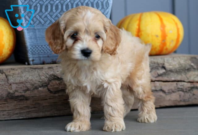 Fluffy cream Cockapoo puppy standing on the floor with a curious look, framed by a rustic log and bright pumpkins. image
